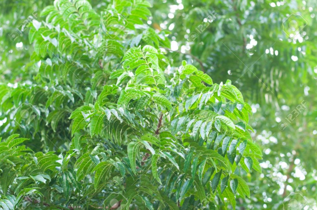 Neem
